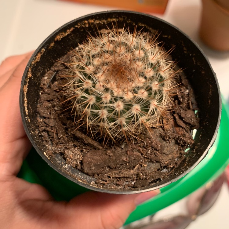 plant image 1205977