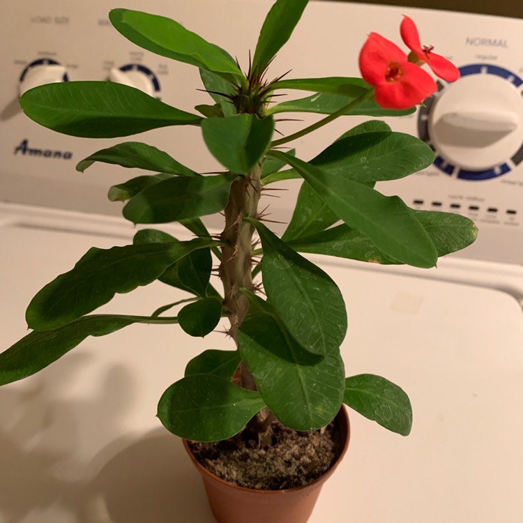 plant image 1210354