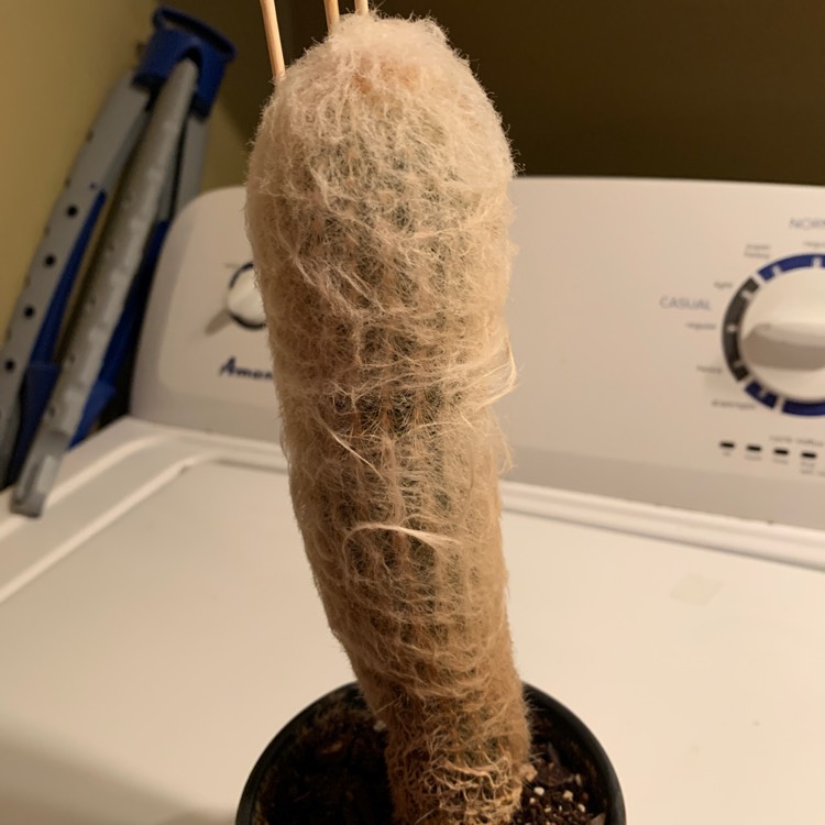 plant image 1210355