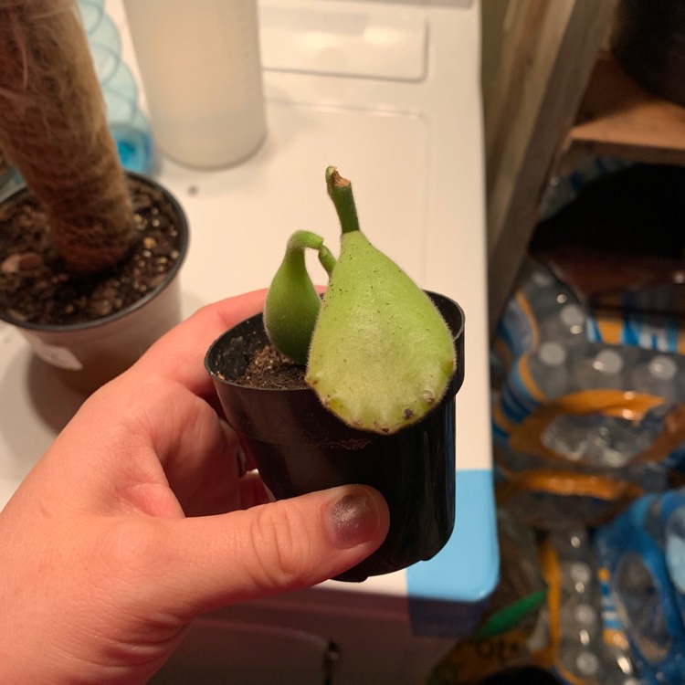 plant image 1210357