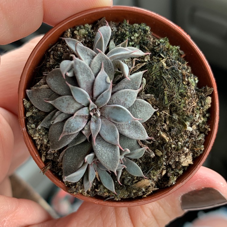 plant image 1220909