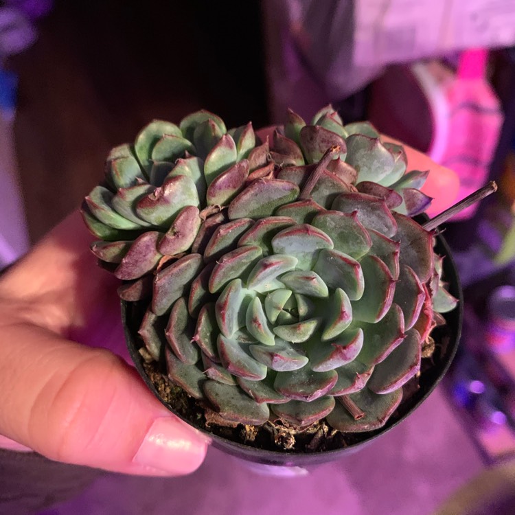 plant image 1231466