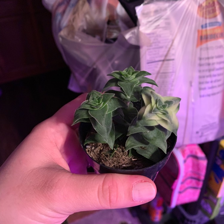 plant image 1231467