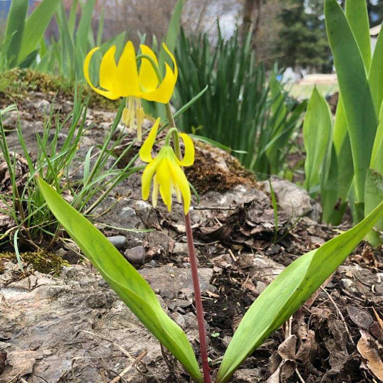 Plant image Erythronium Grandiflorum