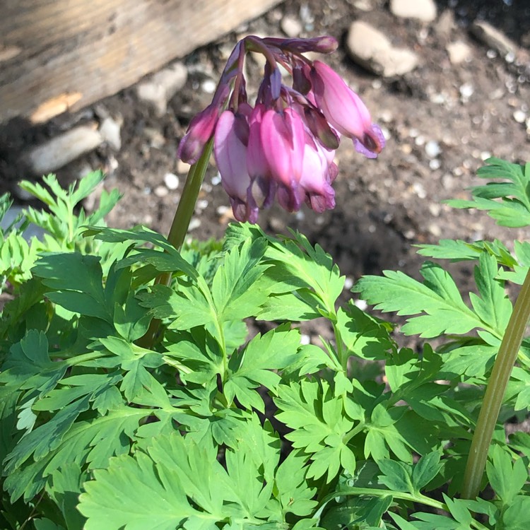 Plant image Dicentra formosa 'Luxuriant'