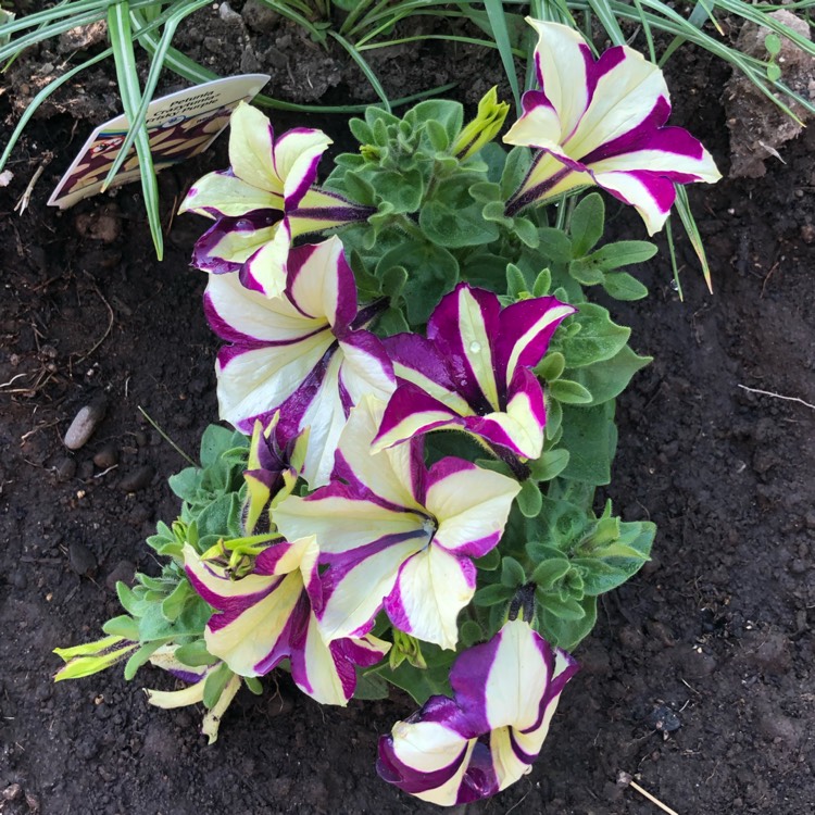 plant image 1052389