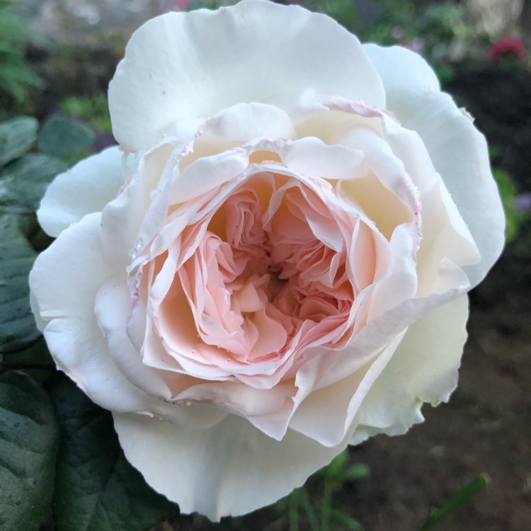 plant image 1066065