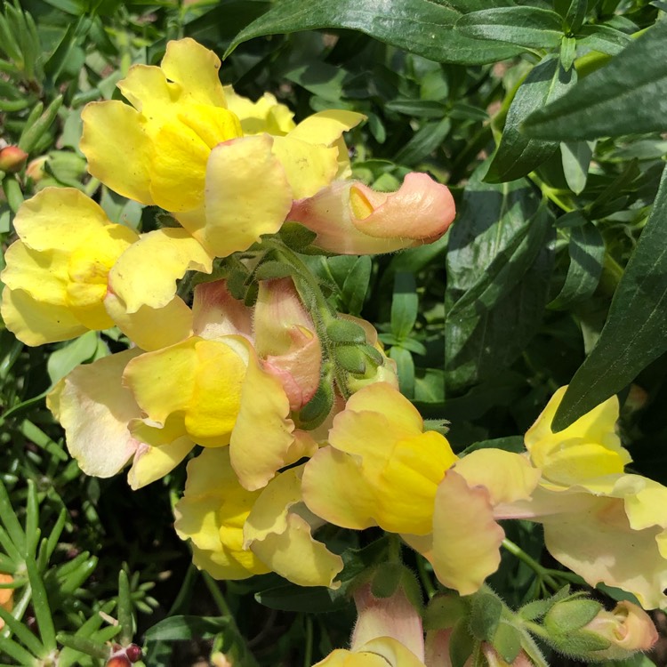 plant image 1114253