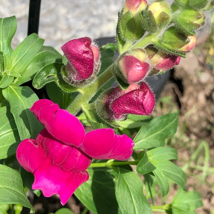 plant image 1114254