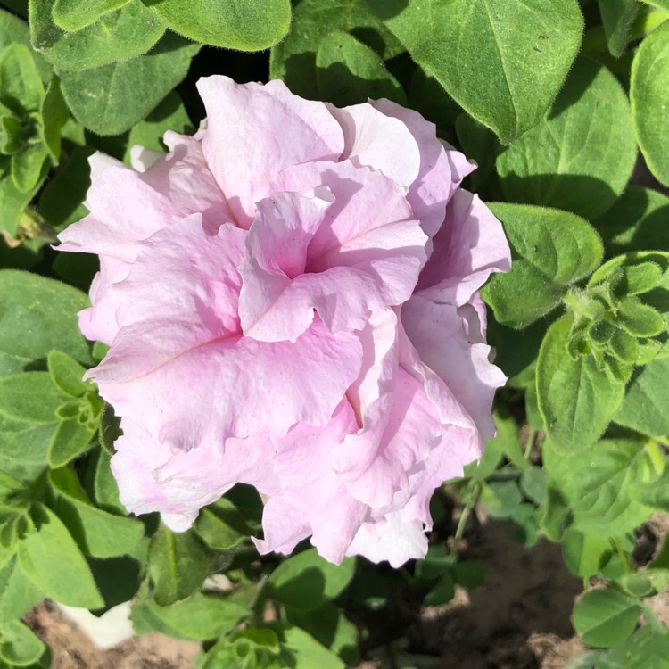 plant image 1114257