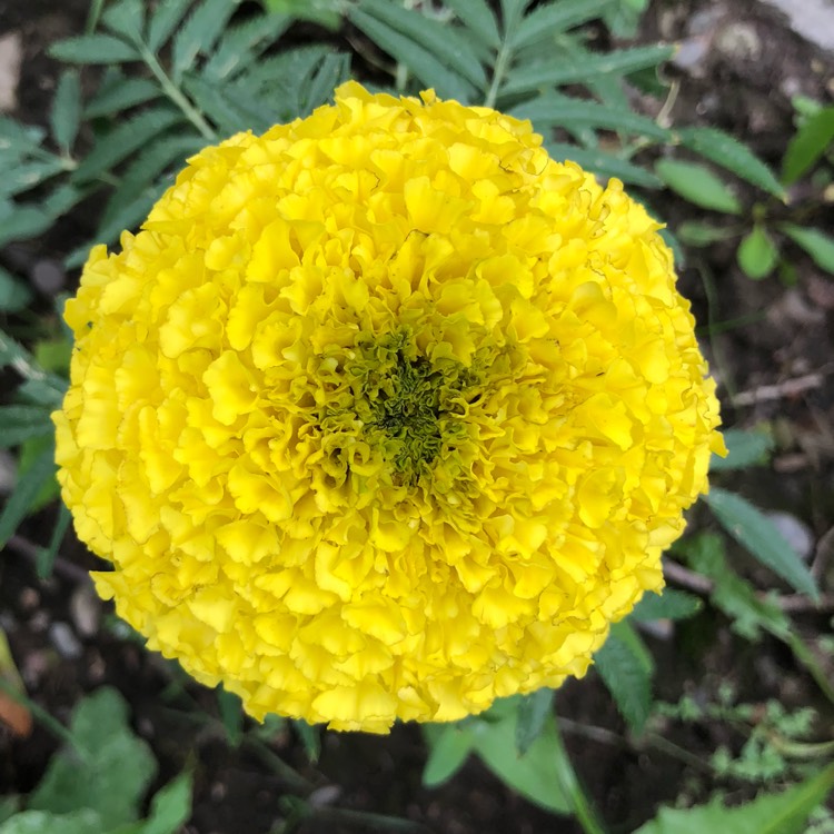 plant image 1114261
