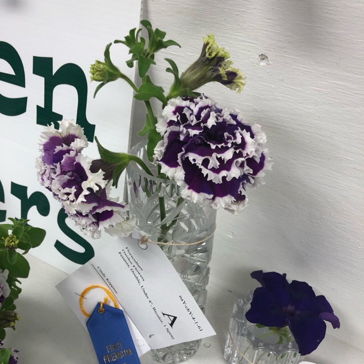 plant image 1167004