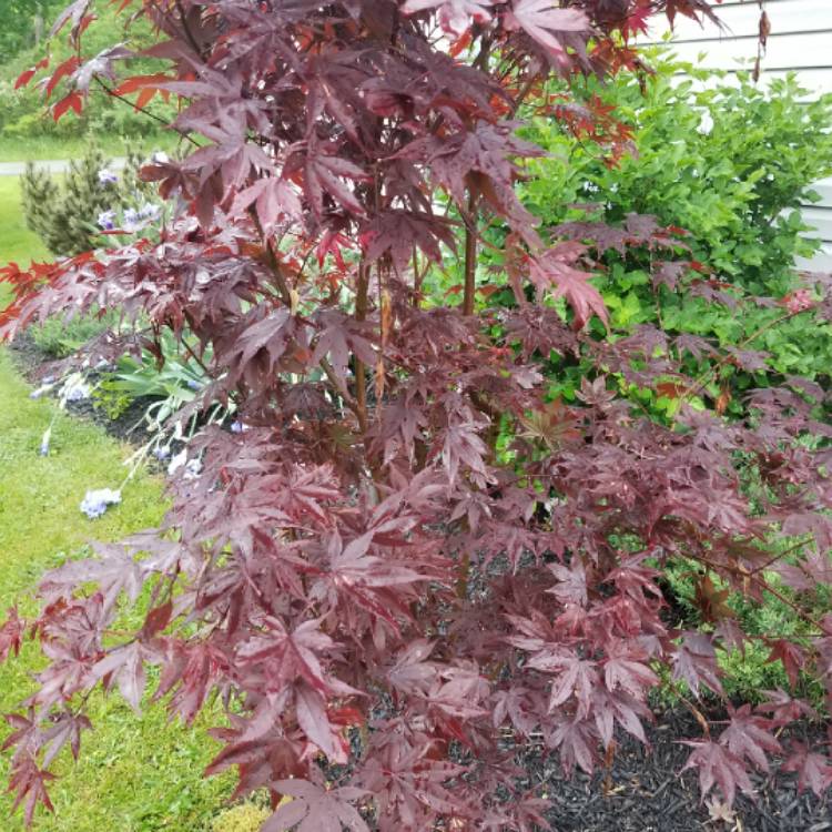 plant image 1315391 plant image 1315391