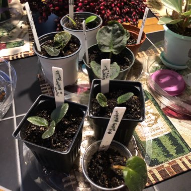 African Violet 'Blue Silhouette'