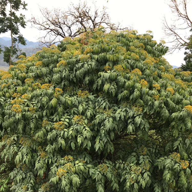 Plant image Micromelum integerrimum