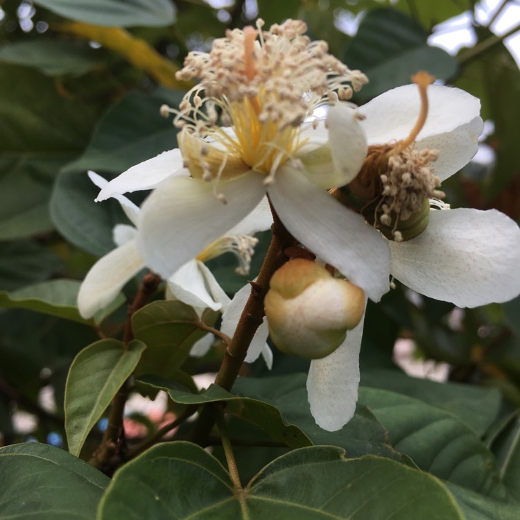 Plant image Bixa Orellana