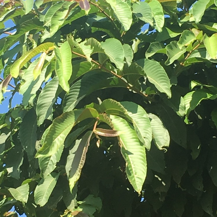 plant image 917805