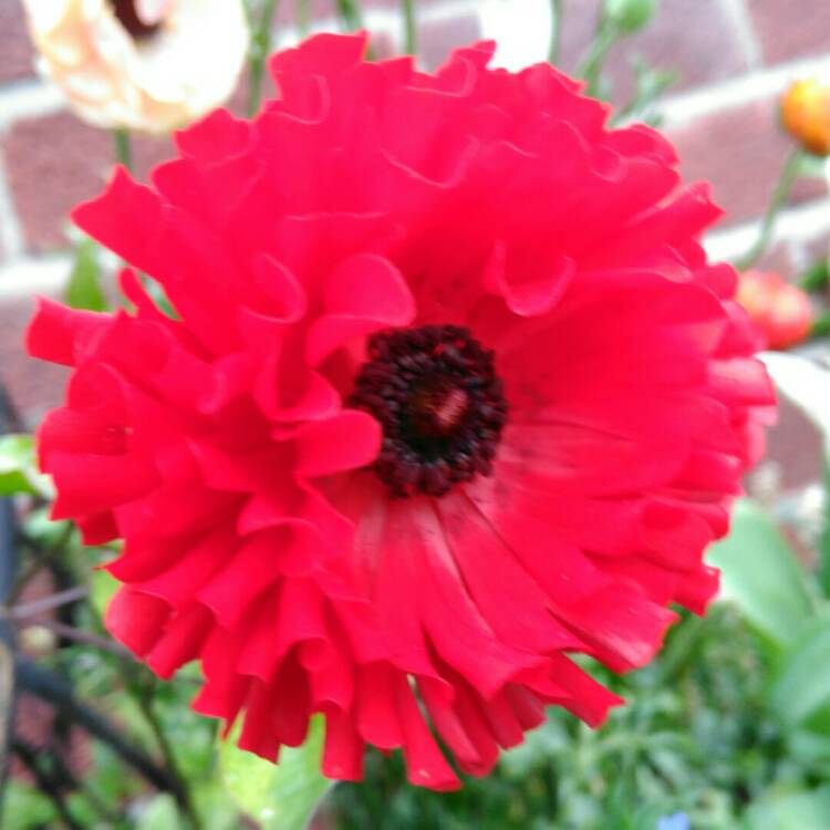 plant image 1009143