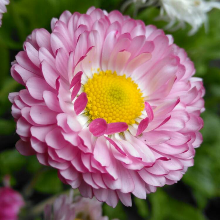 plant image 1017847