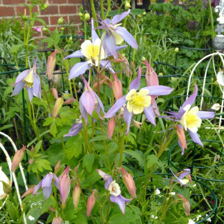 plant image 1025957 plant image 1025957