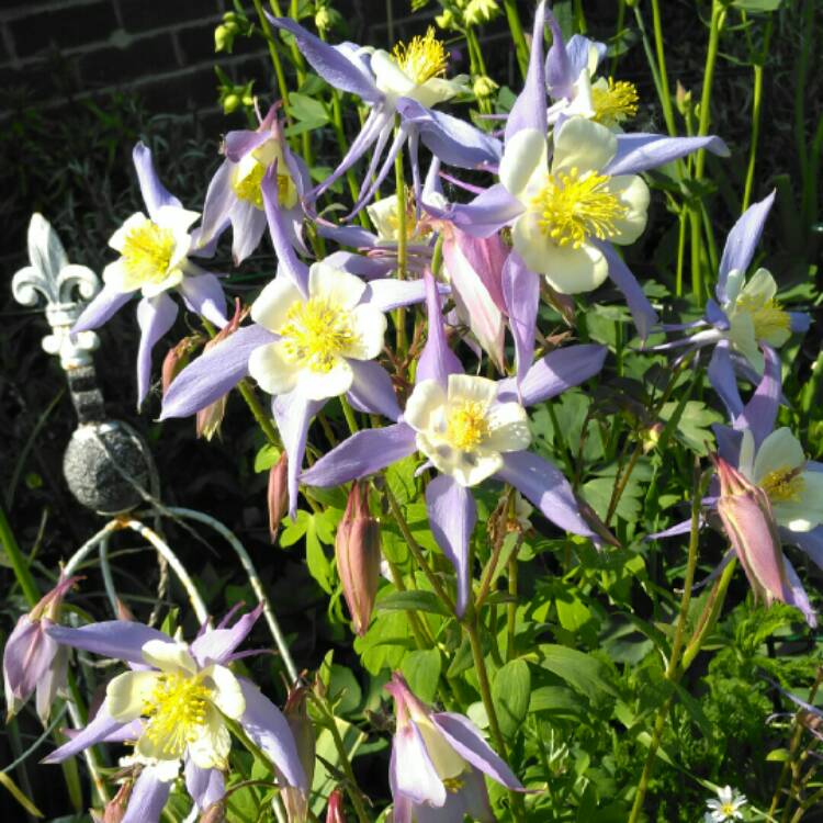 plant image 1030850 plant image 1030850