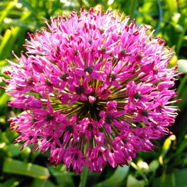 Allium hollandicum 'Purple Sensation' syn. Allium 'Purple Sensation', Allium aflatunense 'Purple Sensation'