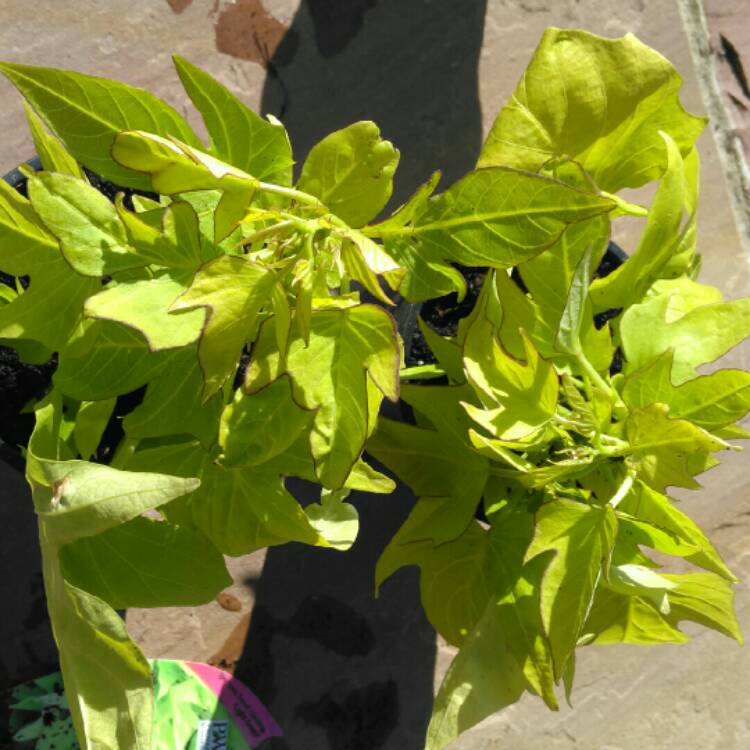 Plant image Ipomoea Batatas 'Sweet Caroline Green'