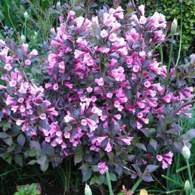 Weigela florida 'Nana Purpurea'