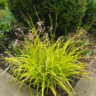Carex elata 'Aurea'