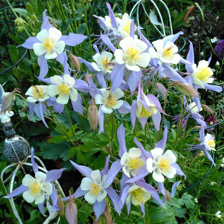 plant image 1047642 plant image 1047642