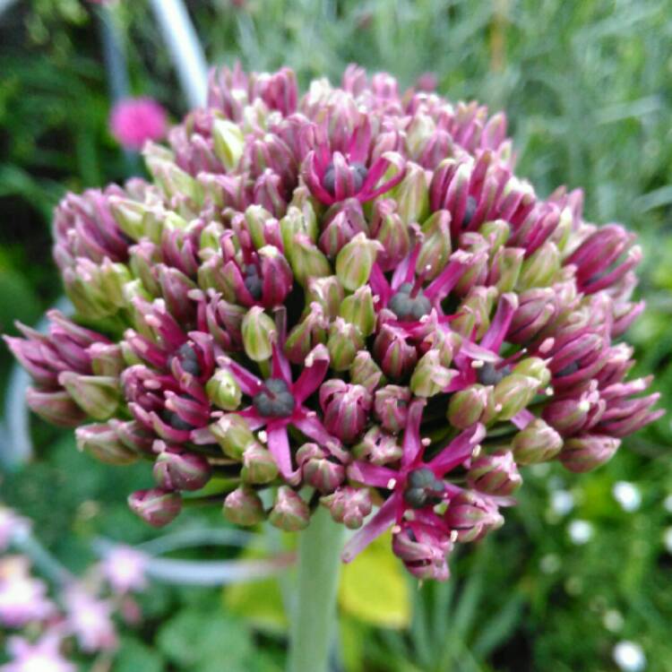 plant image 1056519