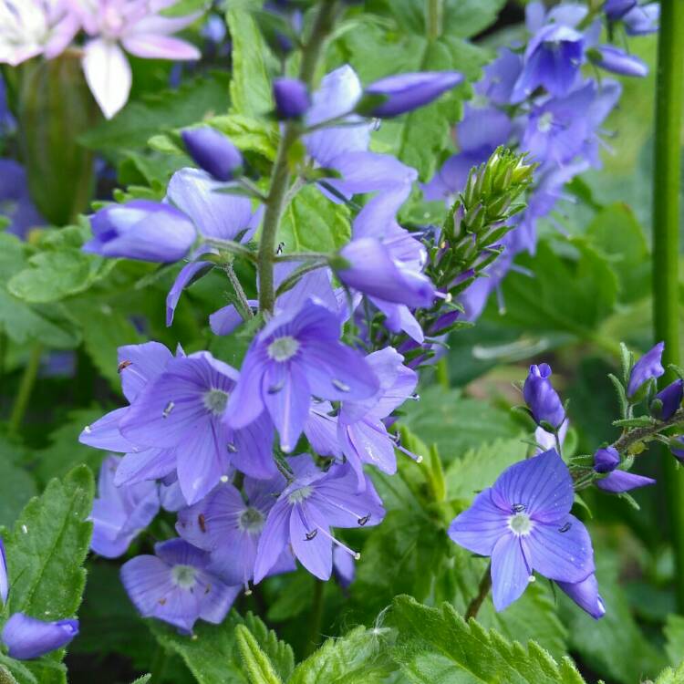 plant image 1058242 plant image 1058242