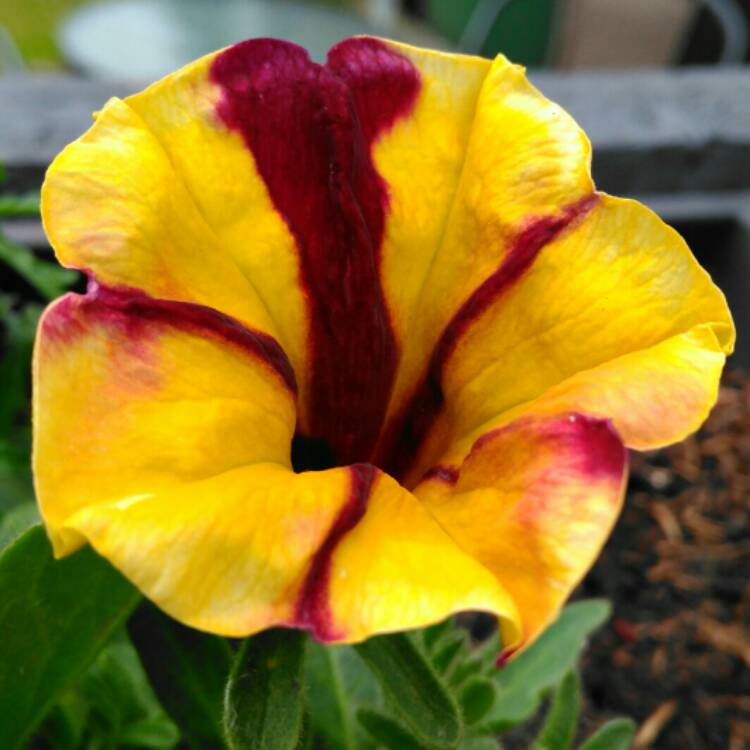 plant image 1060852