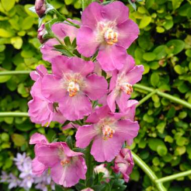 Verbascum phoeniceum Hybrid mix
