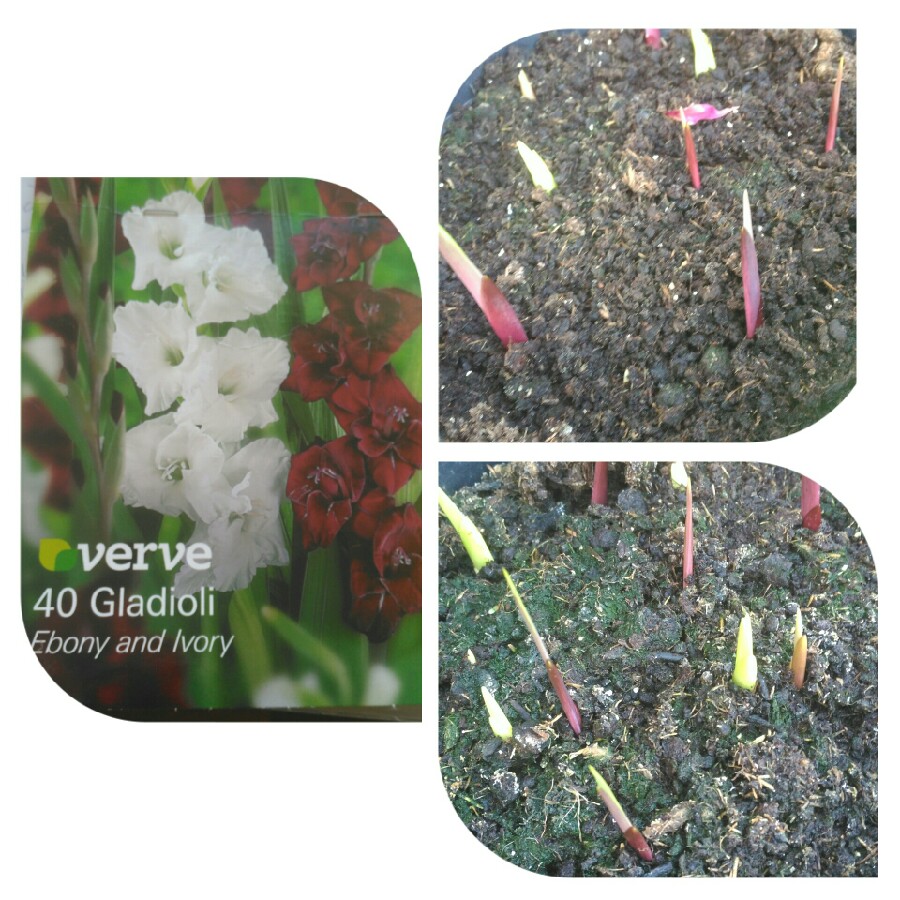 plant image 106638 plant image 106638