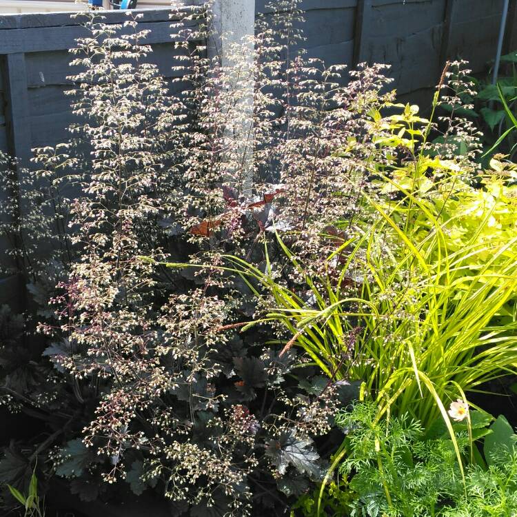 plant image 1066532 plant image 1066532