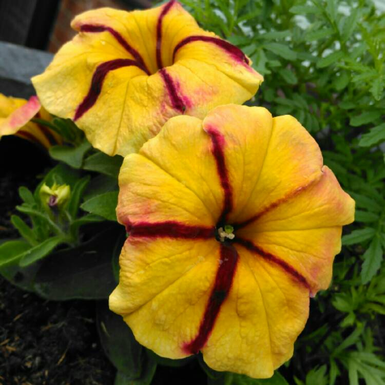plant image 1068906