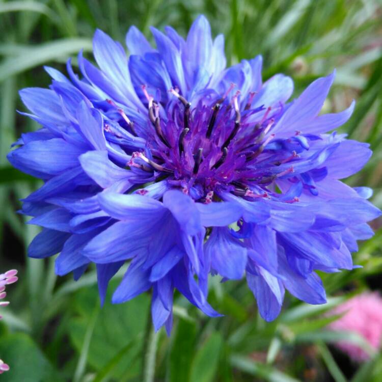 plant image 1070160 plant image 1070160