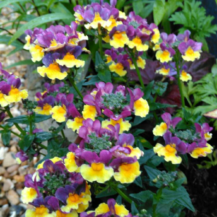 plant image 1070629 plant image 1070629