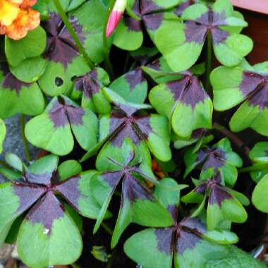 Oxalis tetraphylla 'Iron Cross'