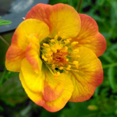 Geum 'Alabama Slammer'