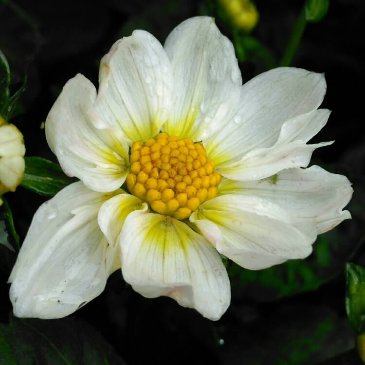 plant image 1077444 plant image 1077444