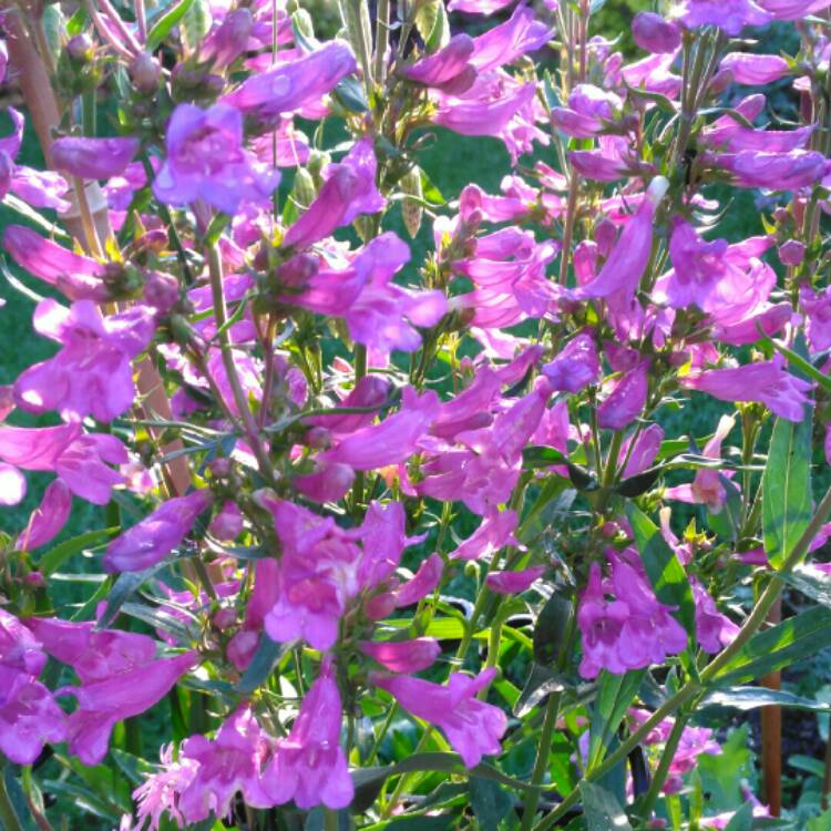 plant image 1078810