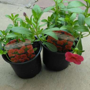 Calibrachoa