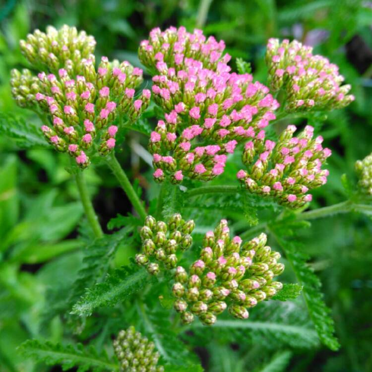 plant image 1081912 plant image 1081912