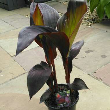 Canna 'Lon01' syn. Canna 'Tropicanna Black'