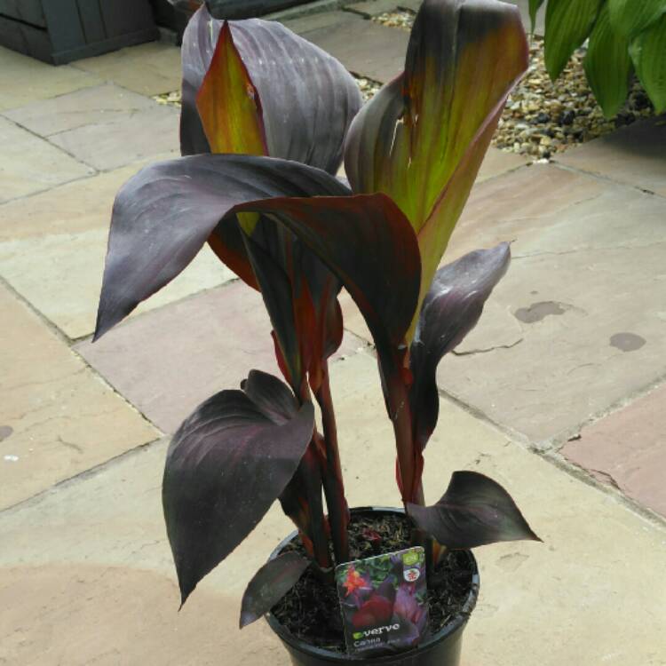 Plant image Canna 'Lon01' syn. Canna 'Tropicanna Black'