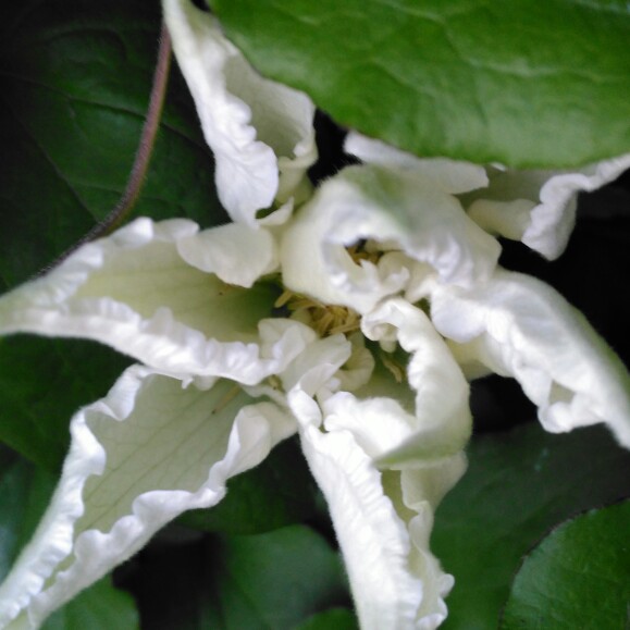 plant image 108553 plant image 108553