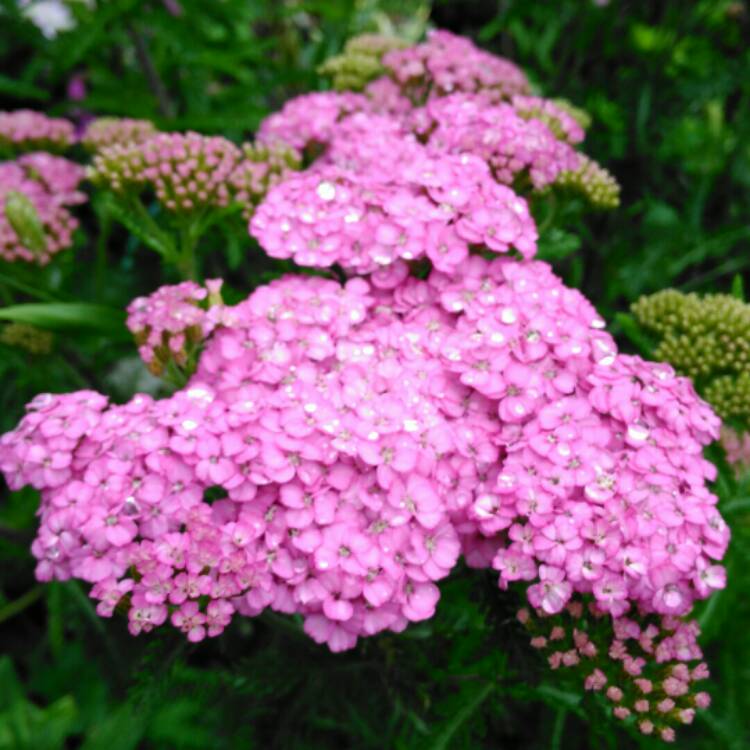 plant image 1092417 plant image 1092417