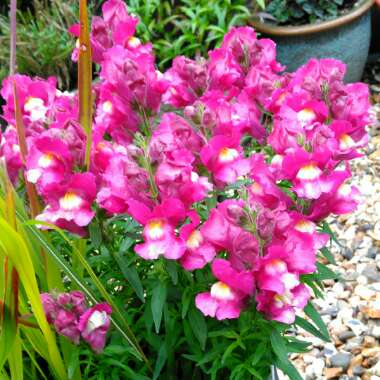 Antirrhinum